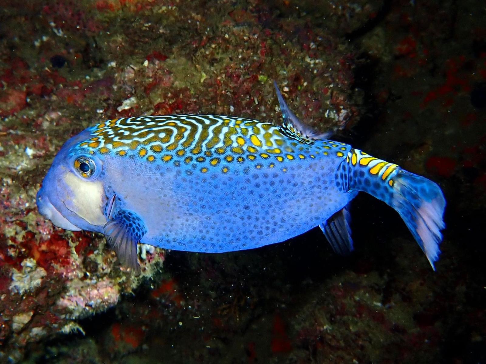 Spotted Boxfish