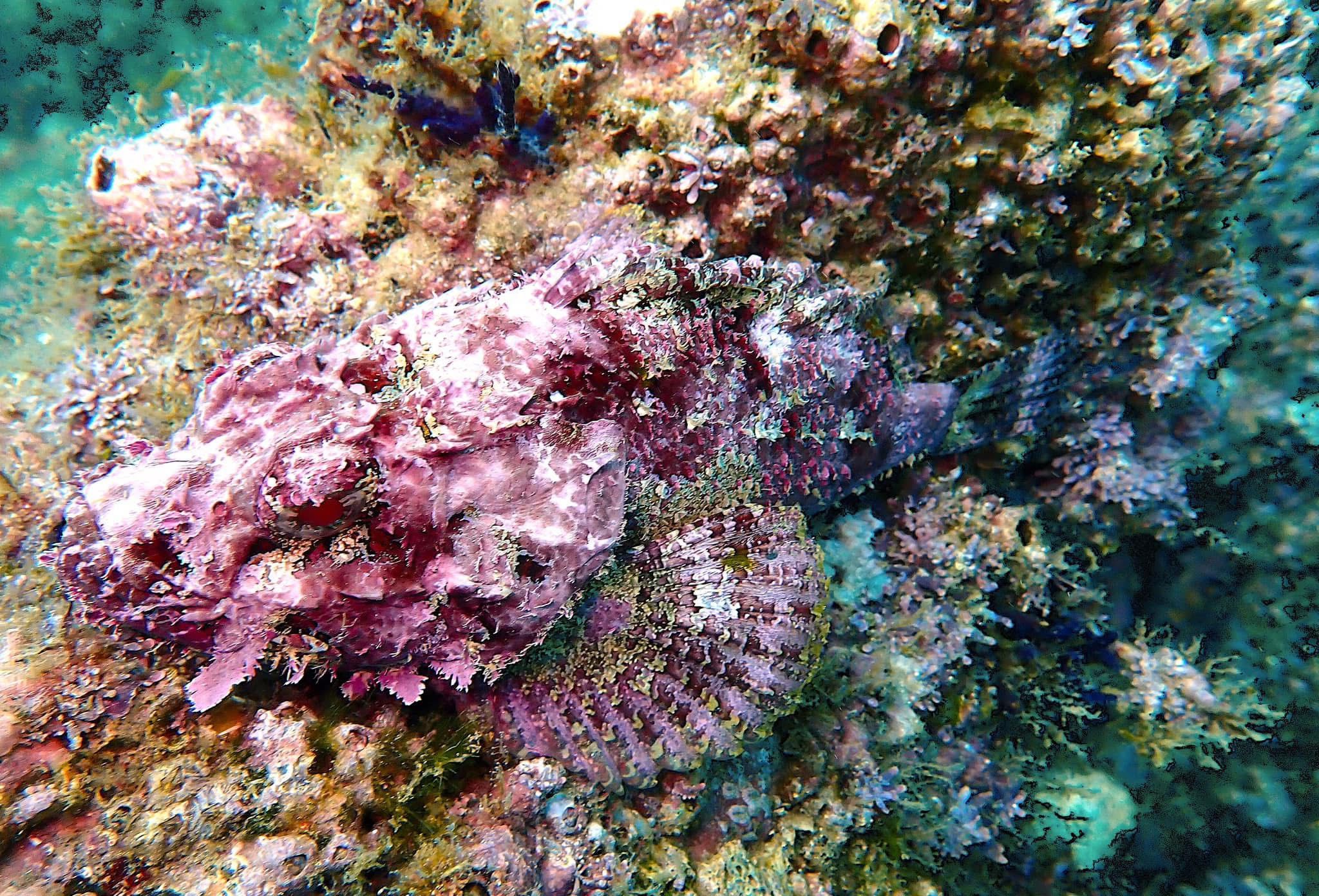 Scorpionfish