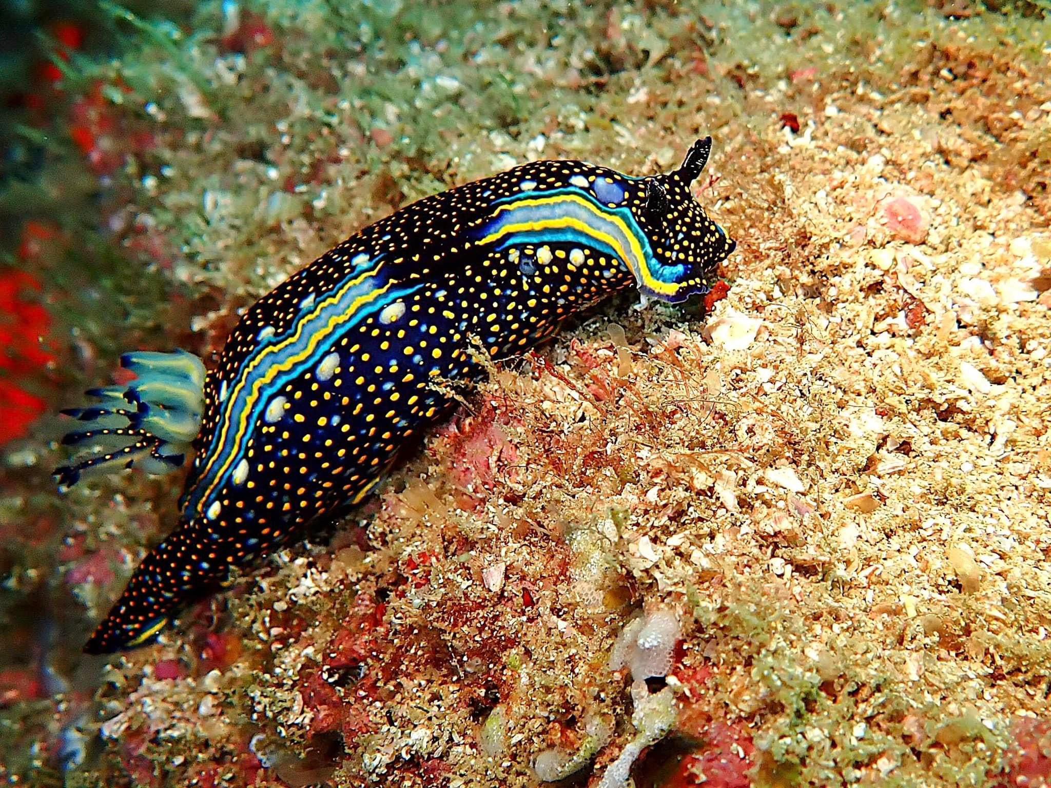 Agassiz’s Nudibranch or Sea Slug