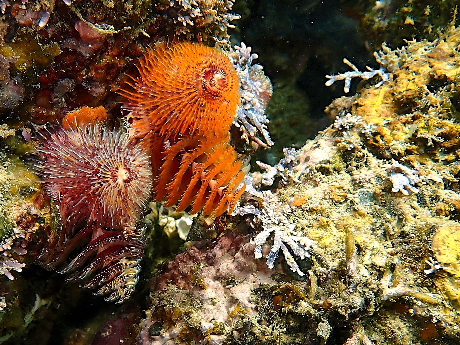 Christmas Tree Worm