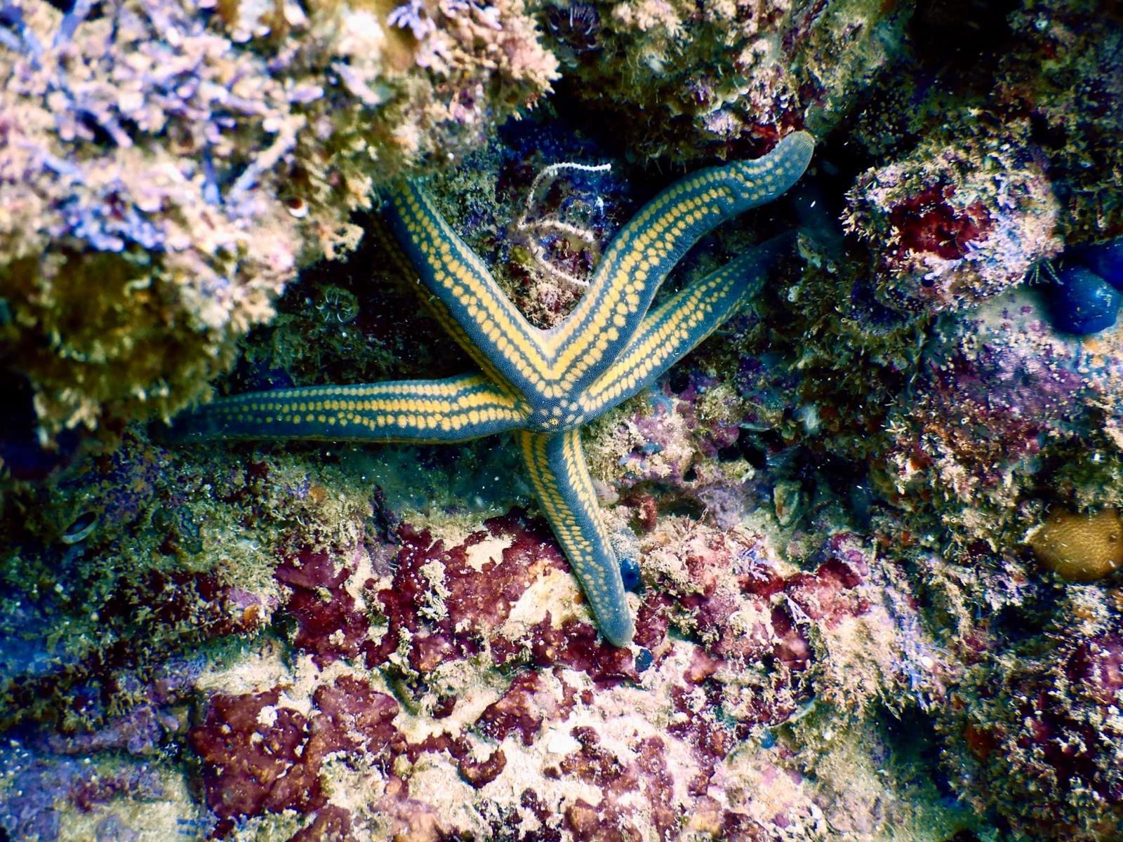 Pyramid Sea Star