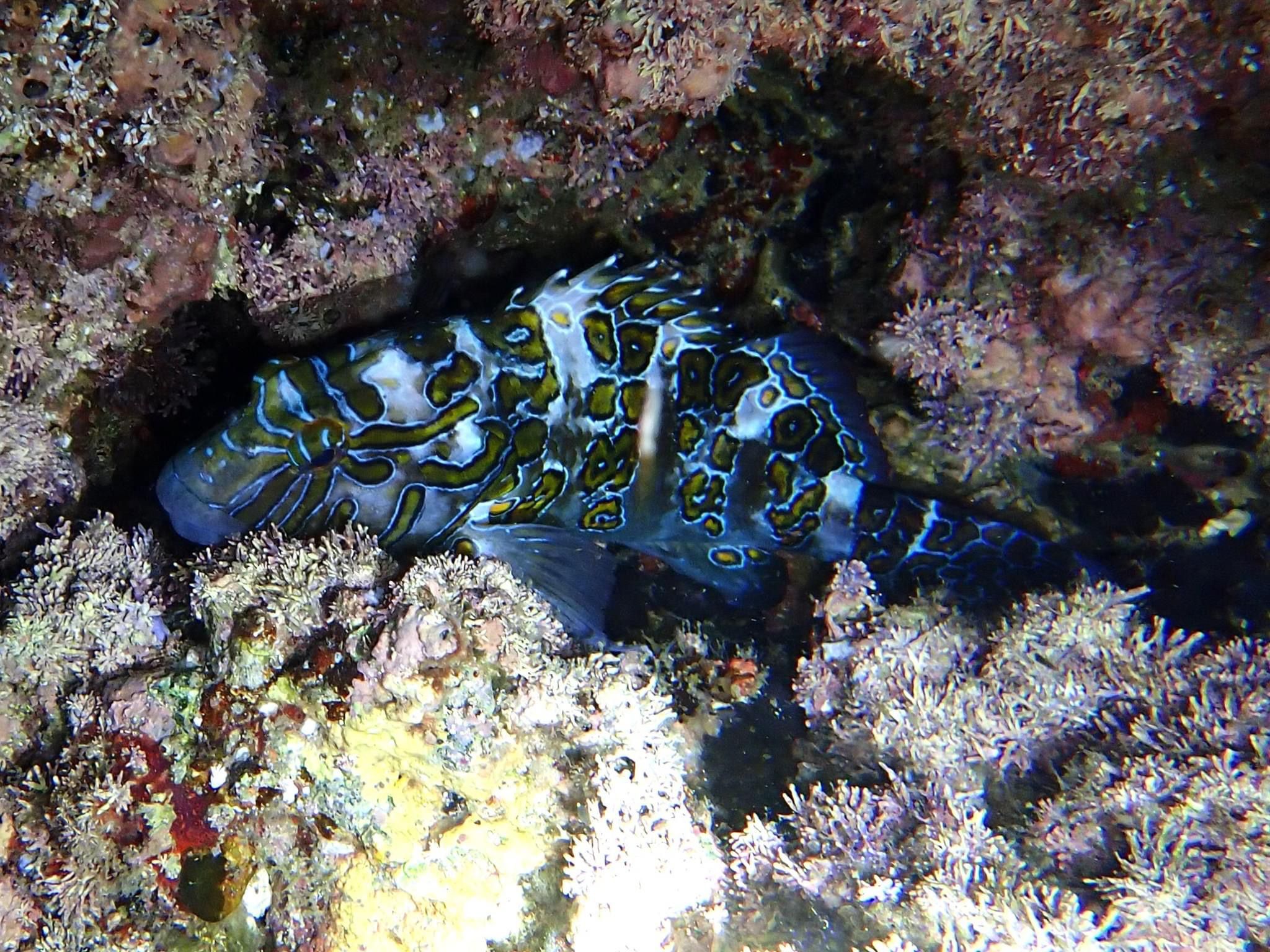 Giant Hawkfish Cirrhitus