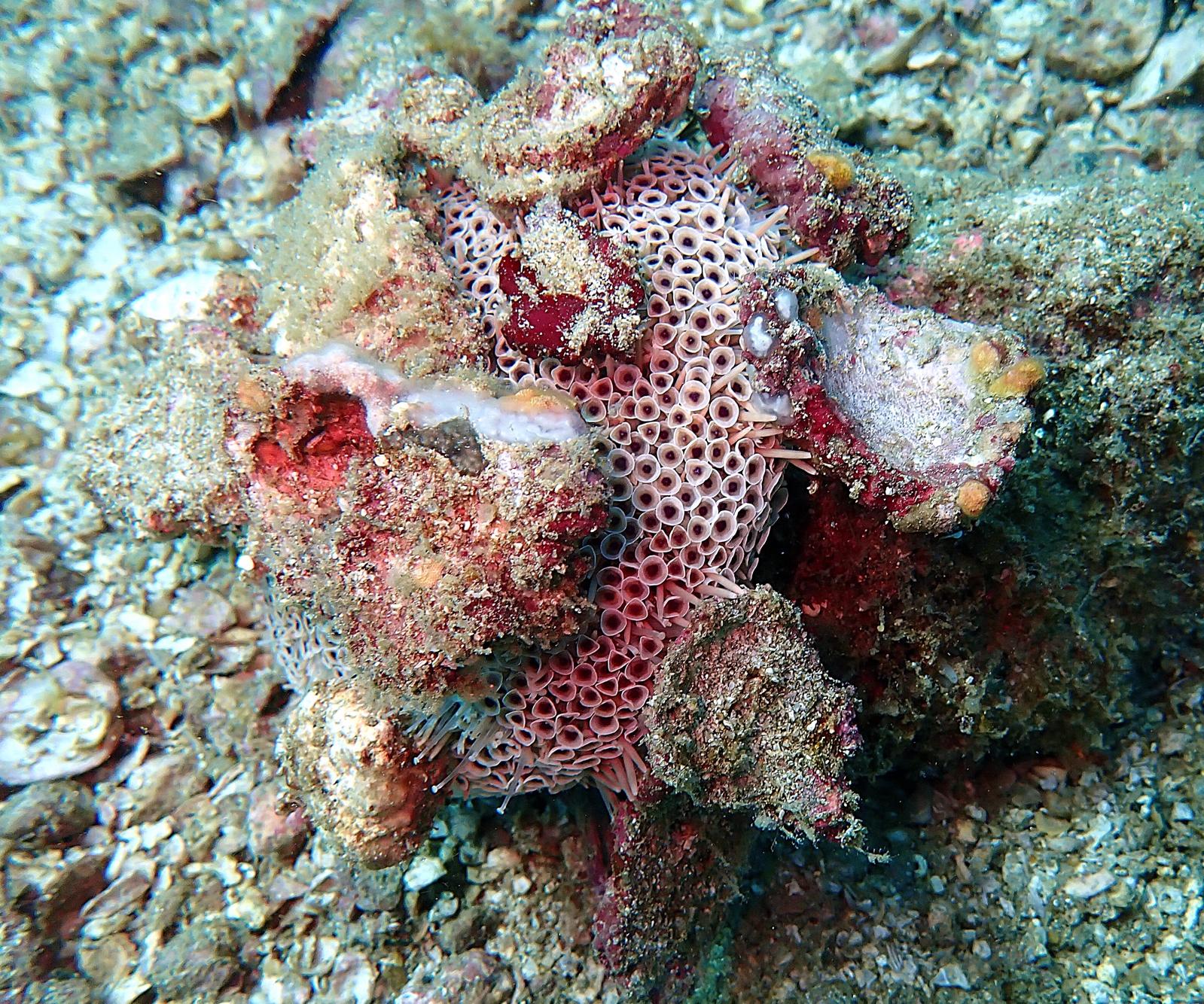 Pink Flower Urchin