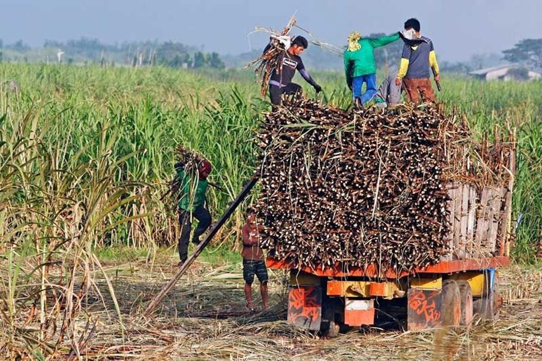 Sugar cane harvest