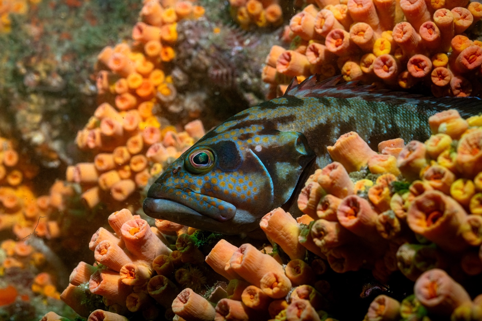 Vallarta Fish in Orange Coral