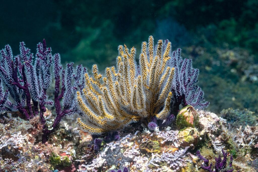June Coral in the Bay